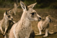 Australia Wildlife
