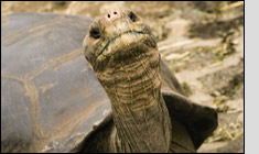 Galapagos Island Cruise